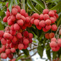 At least 31 children in India killed by toxin in lychee fruit