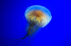 Warning lifted as lion mane jellyfish no longer present at popular Dublin swimming spot