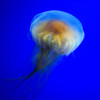 Warning lifted as lion mane jellyfish no longer present at popular Dublin swimming spot