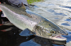 For every hundred salmon that go out to sea, 95 don't come back - the state of wild salmon in Ireland