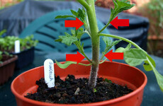 From the Garden: Tomatoes are the most high-maintenance of all veg plants - but they’re worth it