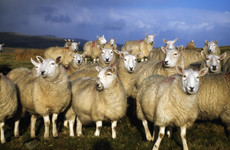 Investigation launched into suspected theft of over 100 sheep from Meath farm