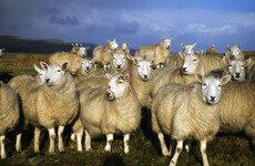 Investigation launched into suspected theft of over 100 sheep from Meath farm