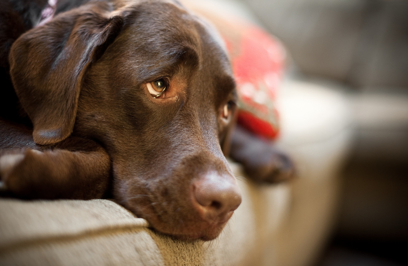 Dogs May Have Evolved Puppy Dog Eyes To Communicate With Humans,Country Ribs In Oven Quick