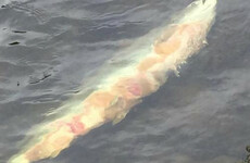 Some salmon returning to Irish rivers with signs of bleeding and skin ulceration