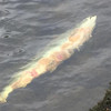 Some salmon returning to Irish rivers with signs of bleeding and skin ulceration