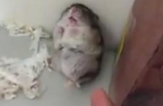 VIDEO: Adorable Hamster Playing Dead Video of the Day