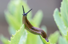 A slug has been blamed for delaying thousands of train passengers in Japan