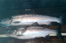 Public and anglers urged to report sightings of 'rare' non-native salmon in Irish waters