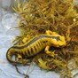 Salamanders and toad illegally posted to Ireland from Spain