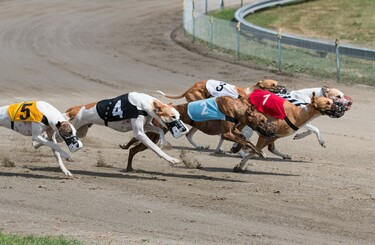 Greyhound racing sale rte