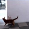 VIDEO: Cat loses game of hide and seek