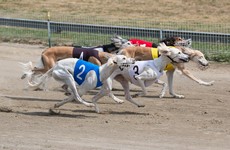 Poll: Should the government stop funding greyhound racing?