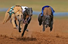 Irish Greyhound Board 'strongly condemns actions of minority in industry'