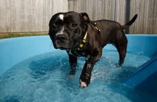 'A few minutes can be fatal': Dog owners warned not to leave pets in parked cars on warm days