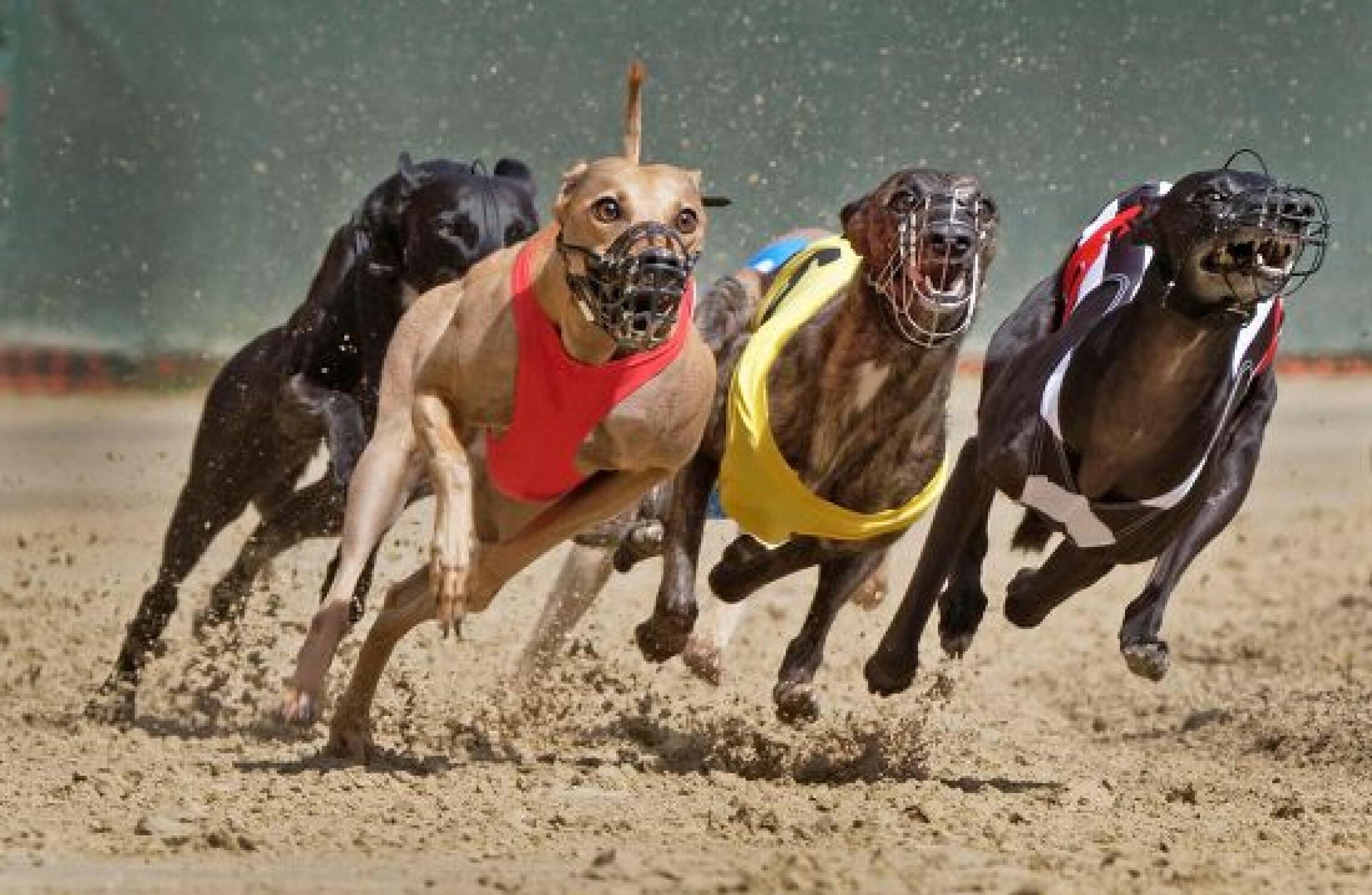 irish greyhound racing board