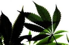 Cannabis plants and cash seized in garda searches