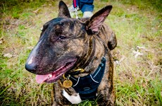 Does Ireland need to update its dog control laws? The public are being asked to give their views