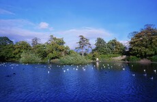 Warning signs ordered for pond in Dublin's Bushy Park after dog killed by swan