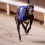 Barry's Tea and FBD Insurance withdraw sponsorship of greyhound races after 'recent revelations'