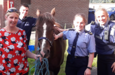 'Therapy pony' recovered safely by gardaí after being stolen in Co Tipperary last week