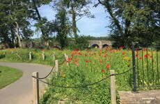 Grass swirls and wildflowers: What city councils are doing to help save the bees