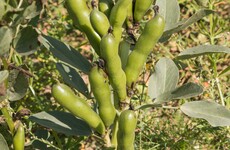 From the Garden: Taking care of your plants and getting an early crop