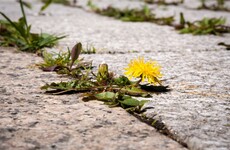 Poll: Should herbicides that have been linked to cancer be banned in Ireland?