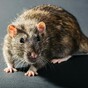 A rat has forced the Dáil members' bar to close
