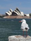 Australian seagulls carrying drug-resistant superbugs, study finds