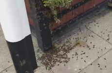 'The street was full of bees': Swarm causes 'panic' in Limerick city