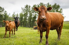 Ireland's beef with Mercosur - how the deal is adding to the struggles of the Irish farmer