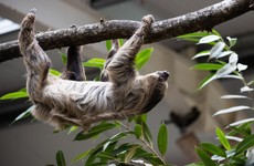 How to do Fota Wildlife Park like a pro: Picnic spots, parking perks and how to meet Matheo the sloth