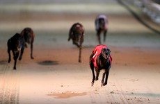 Irish Greyhound Board opens phone line for reporting animal cruelty