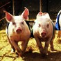 Protesters want an end to annual pig race in Arklow