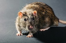 Dáil bars undergoing 'deep clean and sanitisation' following rat sighting