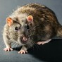 Dáil bars undergoing 'deep clean and sanitisation' following rat sighting