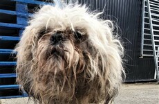 Dog dies after being 'eaten alive' by maggots in case of severe neglect in Dublin