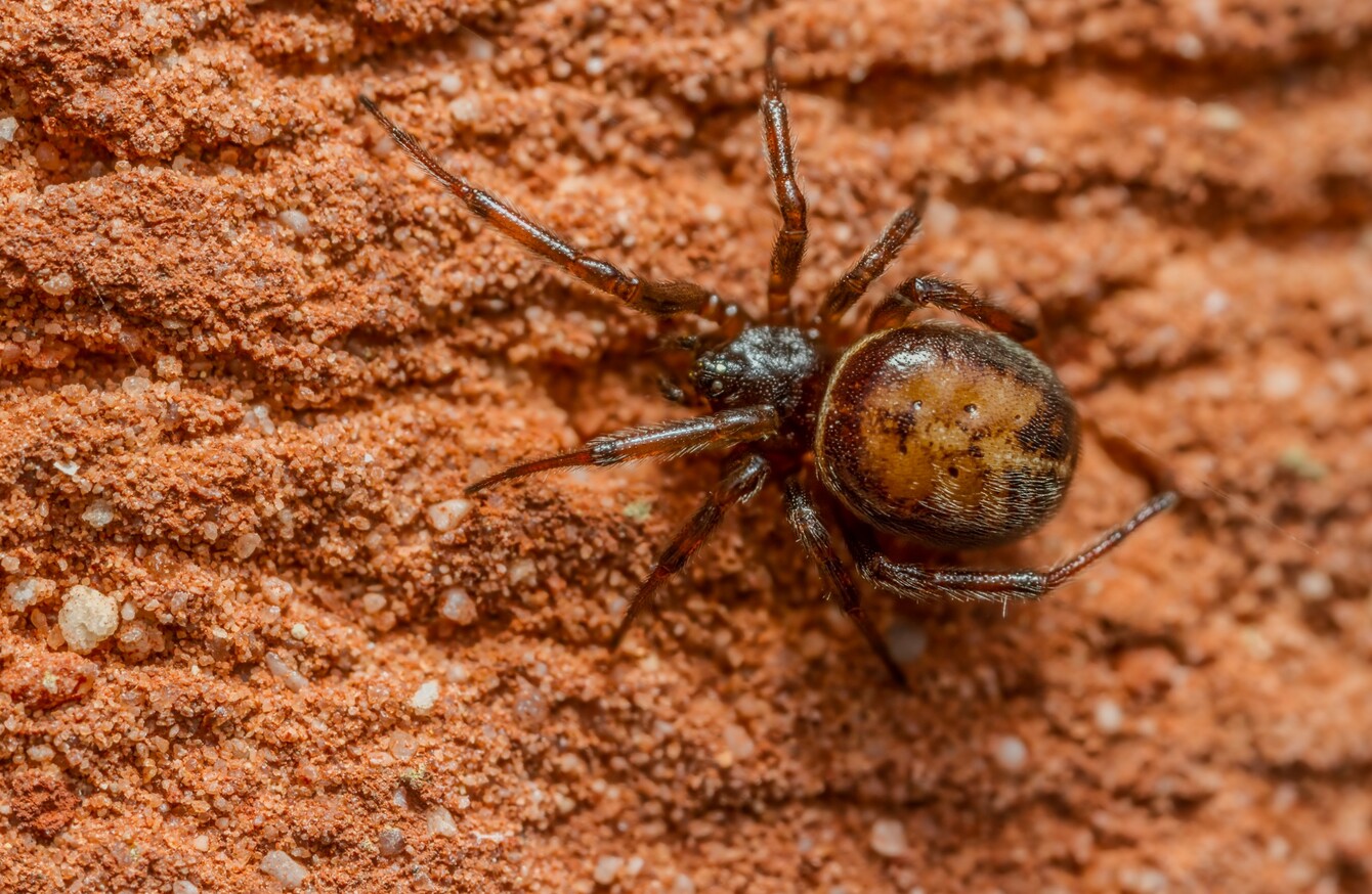 How To Get Rid Of A False Black Widow Spider / False Widow Spiders Aren T Out To Get Us And Their Bite Isn T Dangerous Insects The Guardian : Female black widows are coal black with a red mark in the shape of an hourglass on their belly and a spherical abdomen.