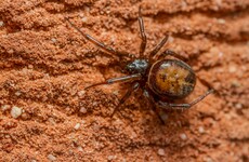 Woman hospitalised for six days after being bitten by 'Noble False Widow' spider