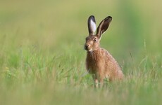 Two men convicted of illegally hunting hares in case brought by National Parks and Wildlife Service