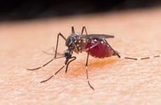 Resistant strains of malaria spreading across south-east Asia