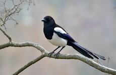 Climate change happening faster than many animals can adapt, study finds