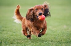 One county council issued by far and away the most dog licences last year