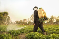 Researchers call for Irish families to take part in study of controversial weedkiller