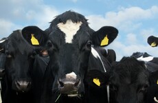 Rampaging cow injures man and damages cars after breaking free from Ennis Mart