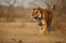 Conservation efforts pay off as India's tiger population increases by almost a third