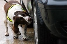 Revenue's new sniffer dog Ralph helps seize €319k of cannabis in Rosslare
