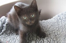 ISPCA appeals for help in rehoming 91 cats being cared for around the country