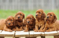 The 5 at 5: Wednesday